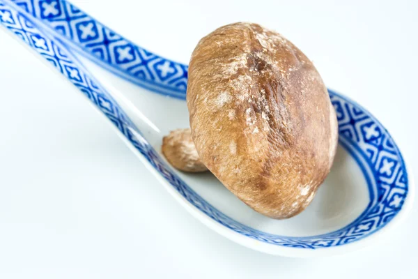 Seta shiitake — Foto de Stock