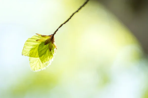 Мягкие листья березы весной — стоковое фото