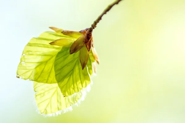 Soft birch leaves in spring — Stock Photo, Image