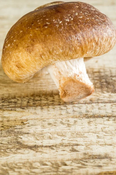 Shiitake mushroom — Stock Photo, Image