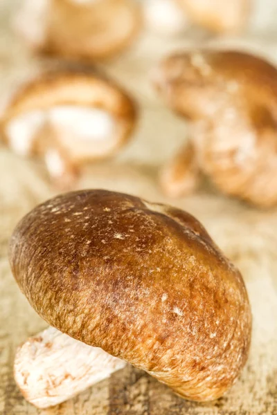 Shiitake mushroom — Stock Photo, Image