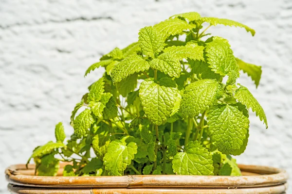 Balm, medicinale plant — Stockfoto