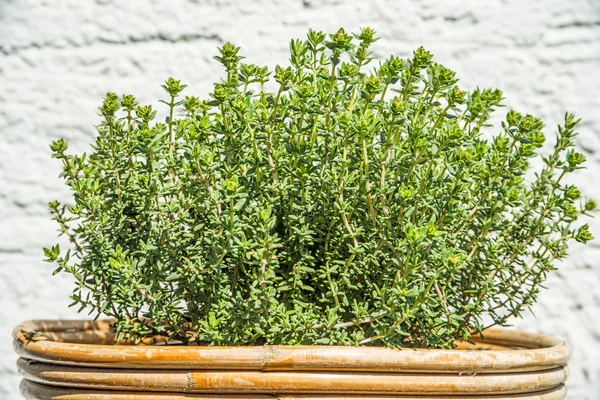 Thyme in morning sun — Stock Photo, Image