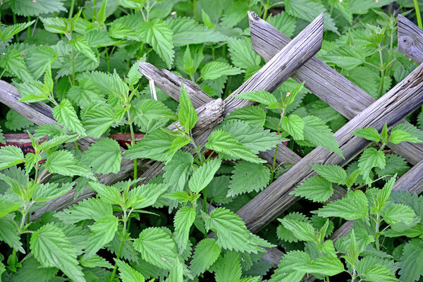 stinging nettle at a wooden fence