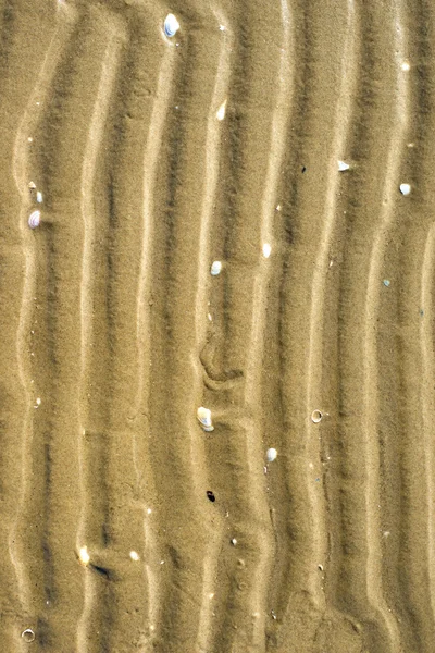 Stranden med spår — Stockfoto