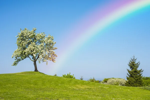 Árbol frutal floreciente con arco iris — Foto de Stock