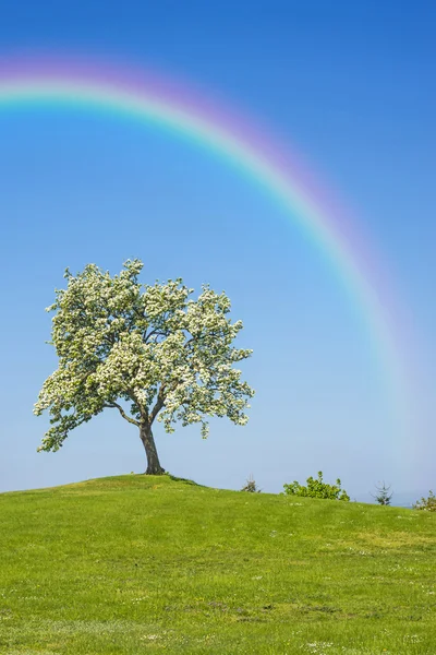 Árbol frutal floreciente con arco iris — Foto de Stock