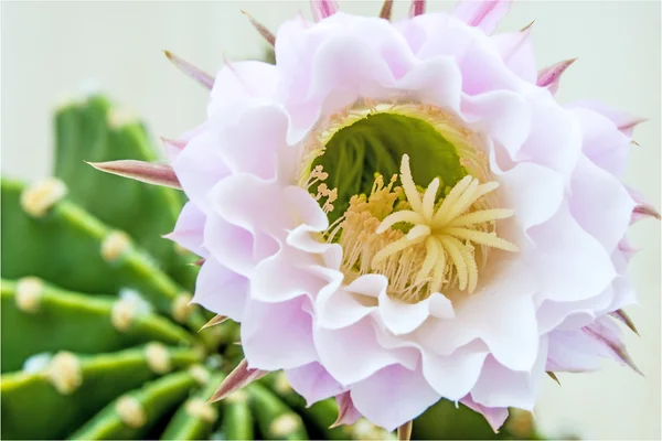 Macro di una fioritura di cactus — Foto Stock