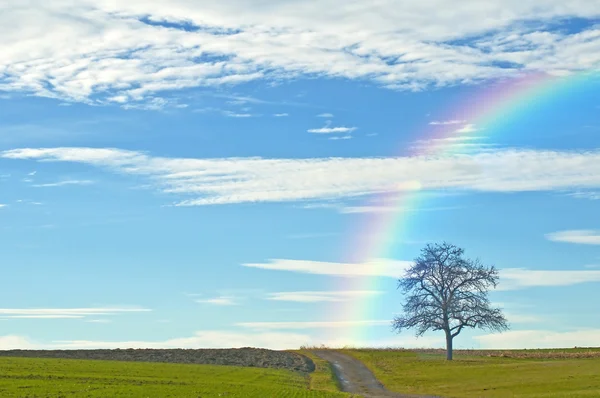 Plešatý strom s cestu a rainbow — Stock fotografie