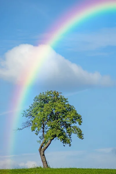 Rainbow ile ağacı — Stok fotoğraf