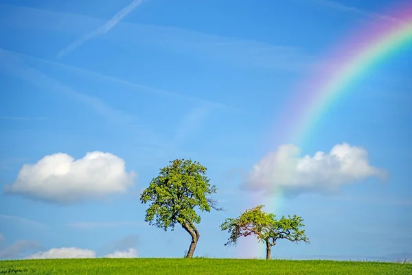 Árboles con arco iris — Foto de Stock