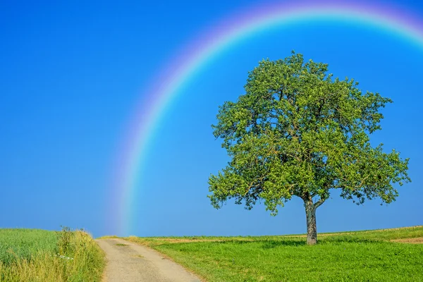 Árbol en un camino con un arco iris — Foto de Stock