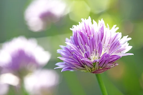 Cebolinha em flor — Fotografia de Stock