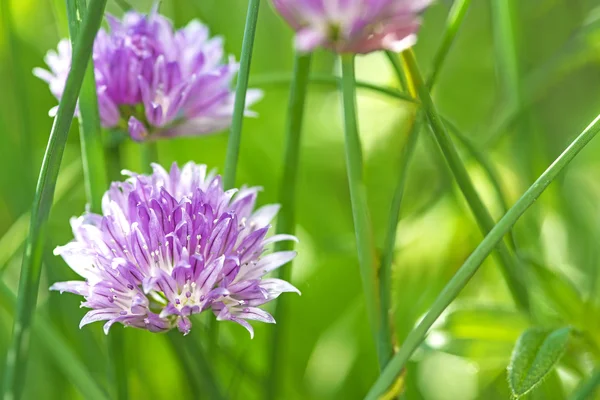 Chive floreciente — Foto de Stock