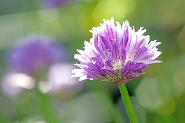 Blooming chive — Stock Photo, Image