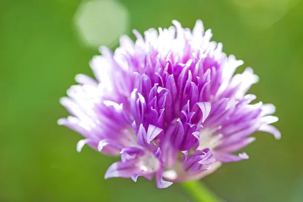 Kwitnący szczypiorek — Zdjęcie stockowe