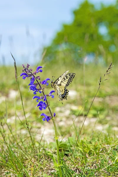 Farfalla coda di rondine, Papilio machaon, su salvia selvatica — Foto Stock
