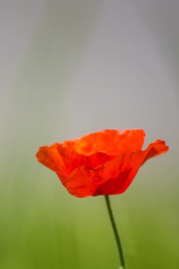 Poppy, tek çiçek yeşil arka plan bulanık.