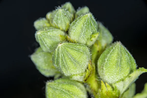 Malva, planta medicinal com botões de flores — Fotografia de Stock