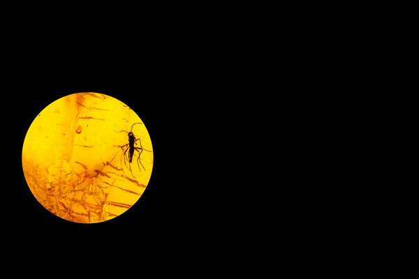 янтарь с включениями
