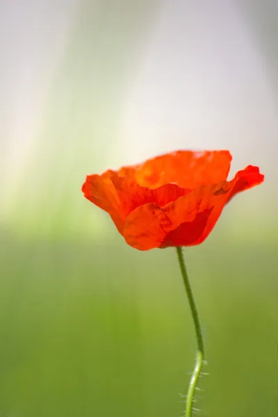 Flor de amapola en luz —  Fotos de Stock