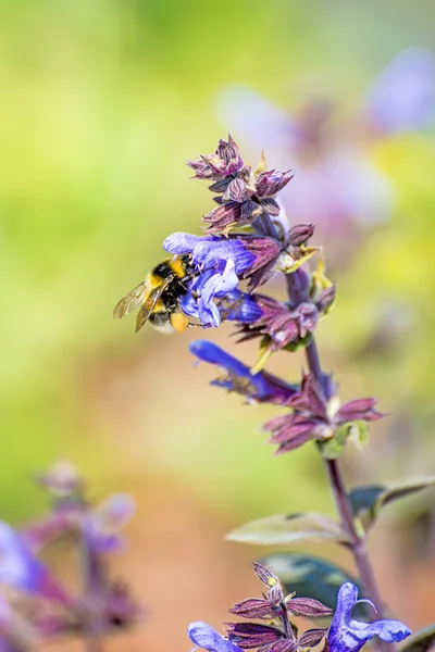 Adaçayı, Ada çayı ile bumblebee — Stok fotoğraf