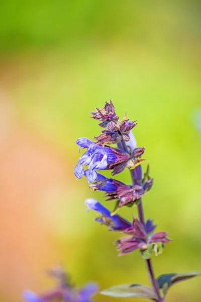 鼠尾草、 鼠尾草 — 图库照片