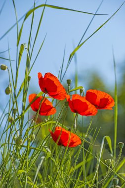 Poppies mavi gökyüzü ile bir çayırda