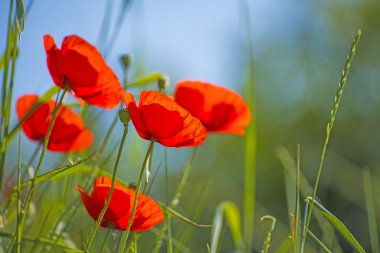 Poppies mavi gökyüzü ile bir çayırda