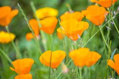 Kaliforniyalı haşhaş