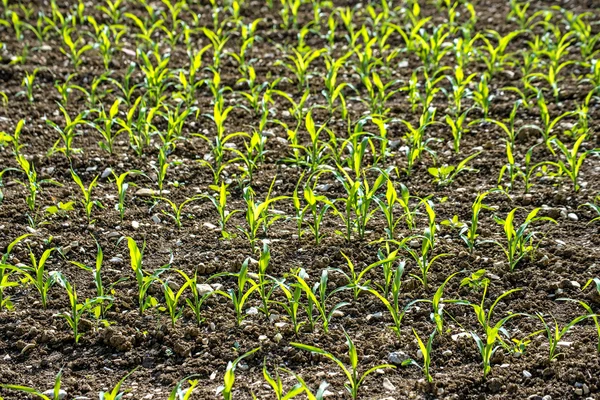Corn seedlings — Stock Photo, Image