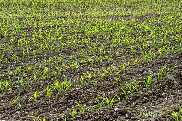 Kukuřice sazenice — Stock fotografie