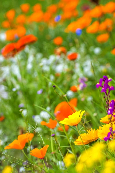 Prato con fiori colorati — Foto Stock