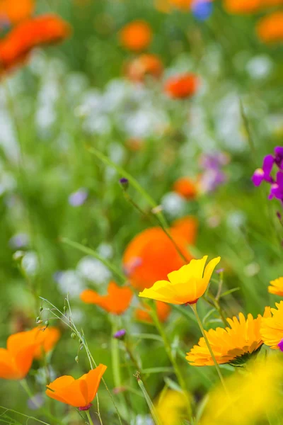 Prato con fiori colorati — Foto Stock