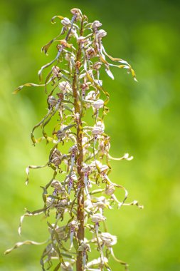 Alman vahşi orkide, kertenkele orkide, Himantoglossum Hircinum