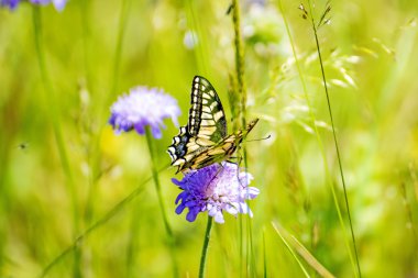 papilio machaon, Papilionidae vlinderslag