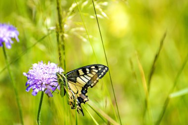 papilio machaon, Papilionidae vlinderslag