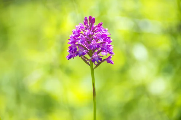 German wild orchid, Pyramidal Orchid, Anacamptis pyramidalis — Stock Photo, Image