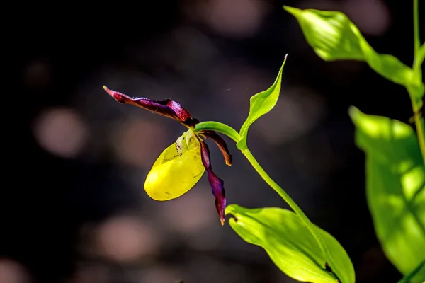 Κυπριπέδιο πεδιλόμορφο, orchid παντοφλών Αγριολούλουδο της Γερμανίας — Φωτογραφία Αρχείου