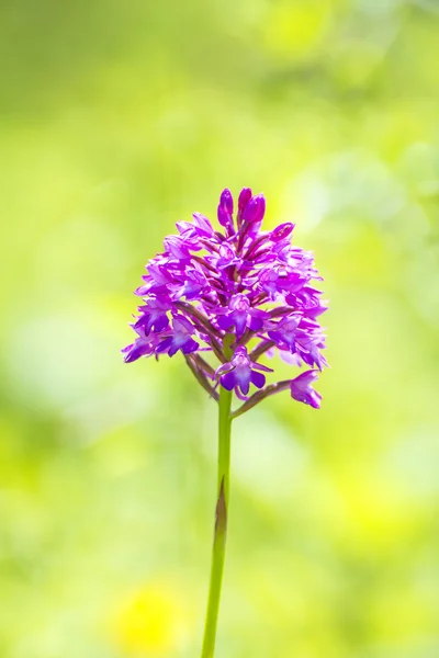 Orquídea selvagem alemã, Orquídea Piramidal, Anacamptis pyramidalis — Fotografia de Stock