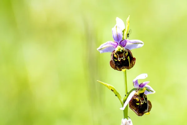 Tyska orkidé, sen spider-orchid — Stockfoto