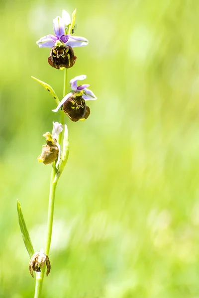 German wild orchid, Pyramidal Orchid, Anacamptis pyramidalis — Stock Photo, Image