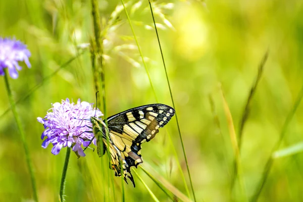 Swallowtail butterfly, Papilio machaon — Stock Photo, Image