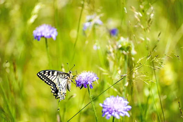 燕尾蝴蝶，凤蝶 machaon — 图库照片