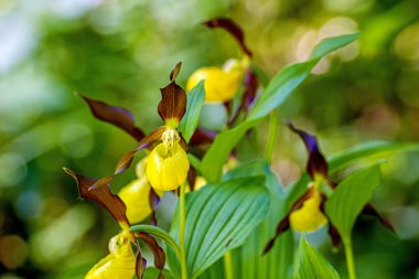  terlik orkide kır çiçeği, Almanya