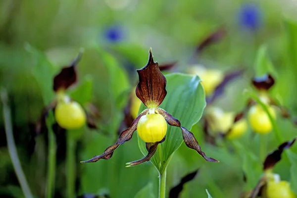 Pantoffel Orchidee Wildblume Deutschlands — Stockfoto