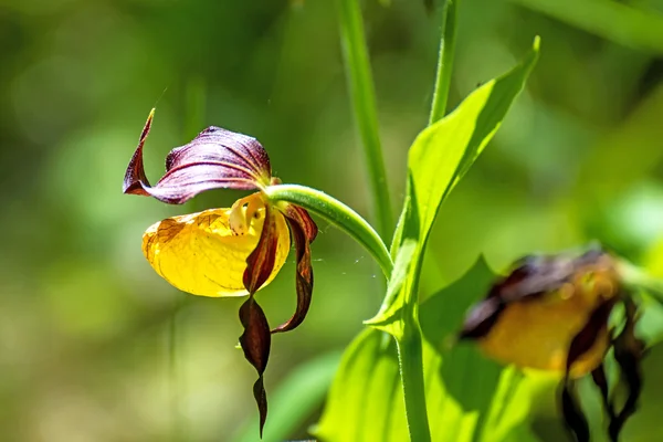 Slipper orchid wild flower of Germany — Stock Photo, Image