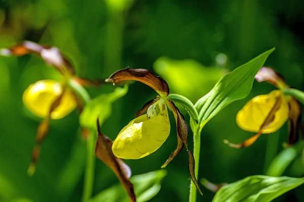 Slipper orchid wild flower of Germany — Stock Photo, Image