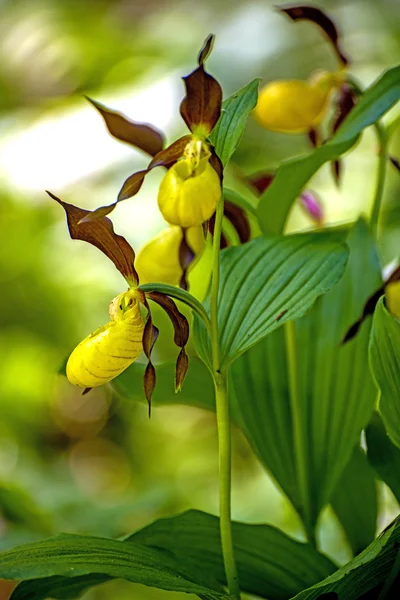 Орхидея-тапочка из Германии — стоковое фото