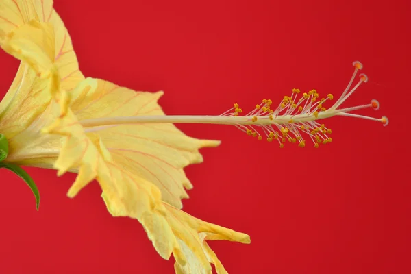 Цветущий гибискус — стоковое фото